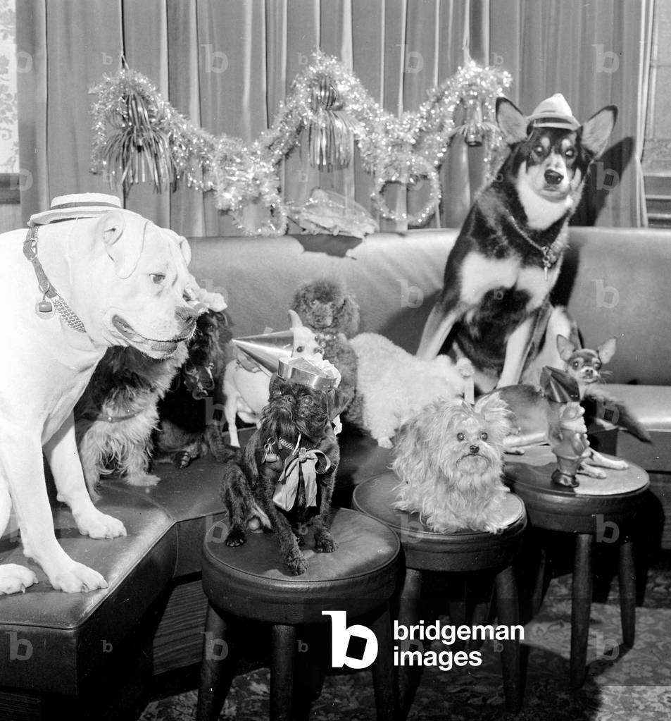 A party for dogs was held at the Devonshire Arms to celebrate Christmas, Moreton Street, Pimlico, December 1967 (b/w photo)