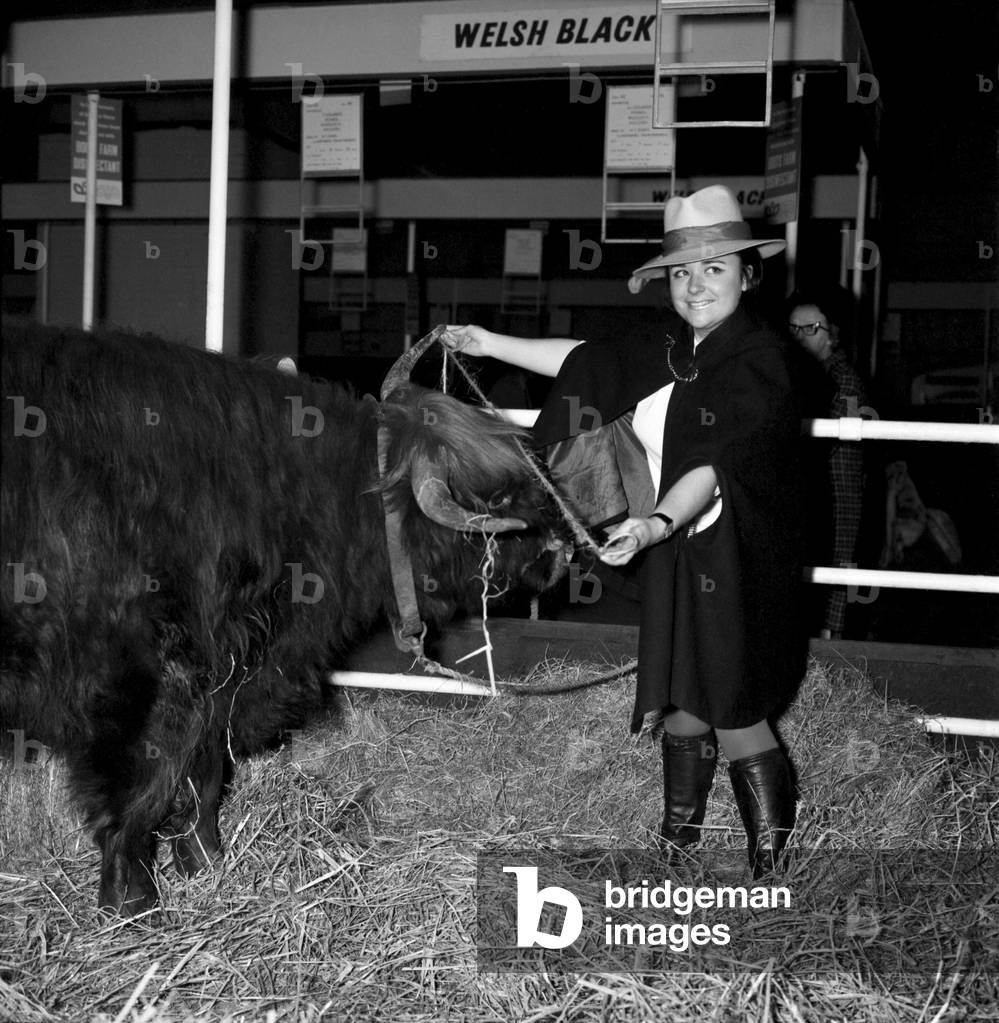 Exhibits are put in place at Earls Court for the Royal Smithfield Show. There are two sections, one for the machinery where everything is spick and span and cleaners going to and fro. In the other section amongst farm yard atmoshpere and slightly slippery underfoot are the animals.Miss Mary Stow Innes measuring the horn spread of the Queens Steer Bannock 9th of Balmoral. It is a Highland Steer. December 1969