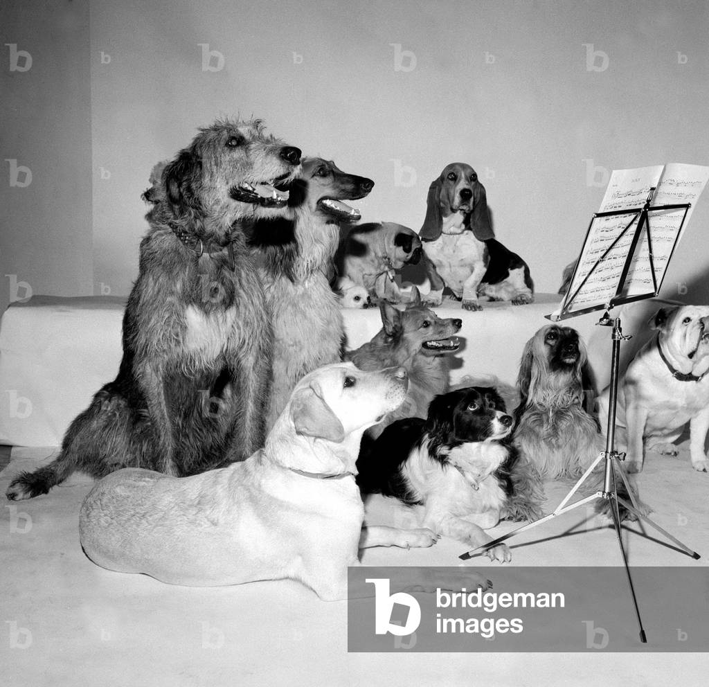 The Barking and Houndsditch Choral Society, November 1972 (b/w photo)