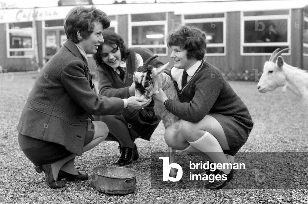 'Betty' the goat goes to school: Sallie and Jean with help of teacher Miss Angela Wood, start their selection of the goats at Windsor Safari Park. January 1971