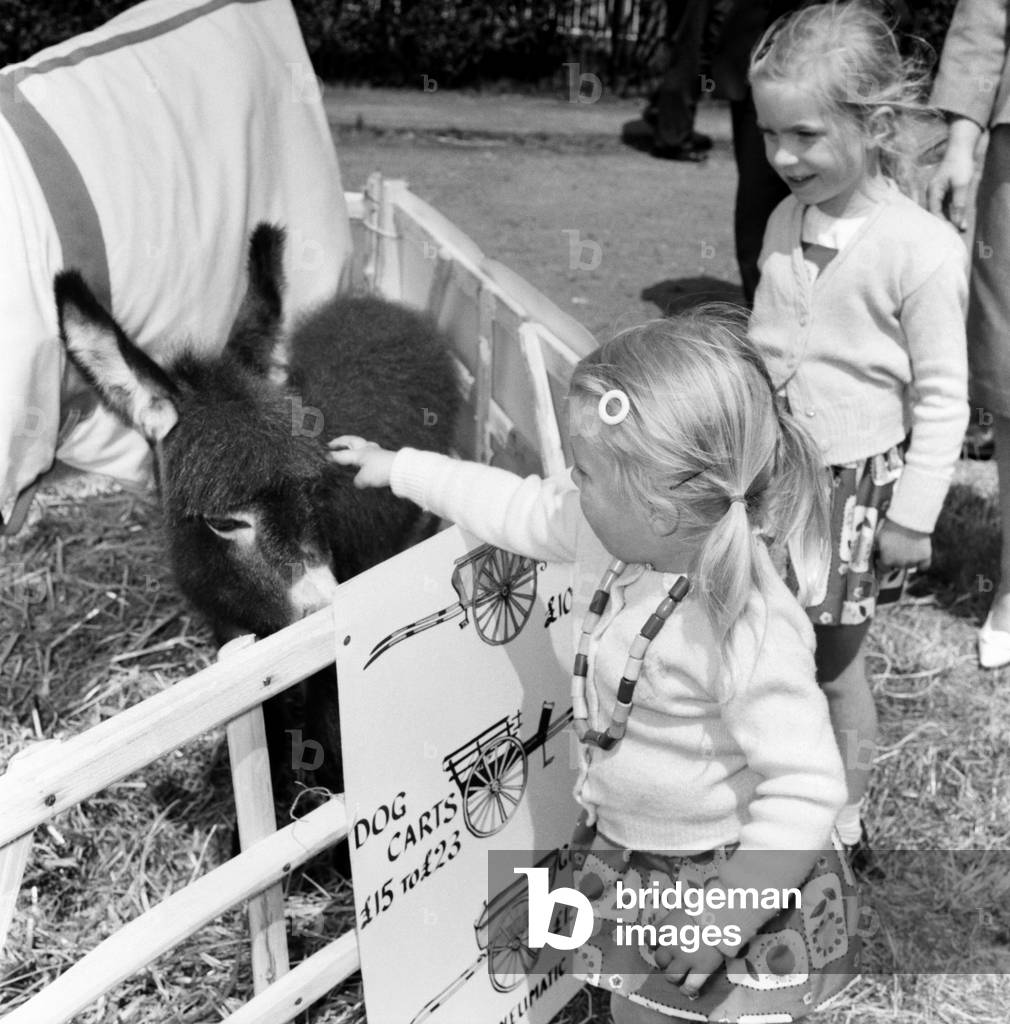 Children playing with a young donkey foal at the Richmond Horse Show.