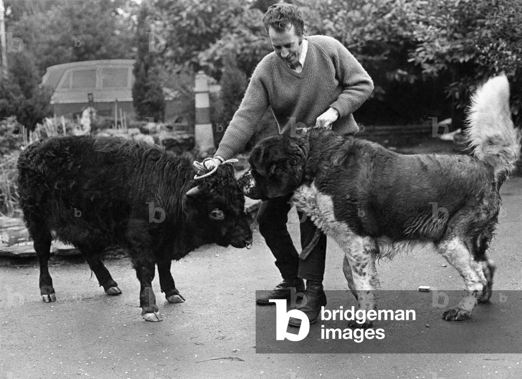 Moment of truth for Titch, the fully-grown mini-bull, as he measures up beside Bernie the St. Bernard puppy - taller by two inches than the little bull. Watching out that all's fair is John Phillips, a lorry driver for the farm's trucking section. February 1973