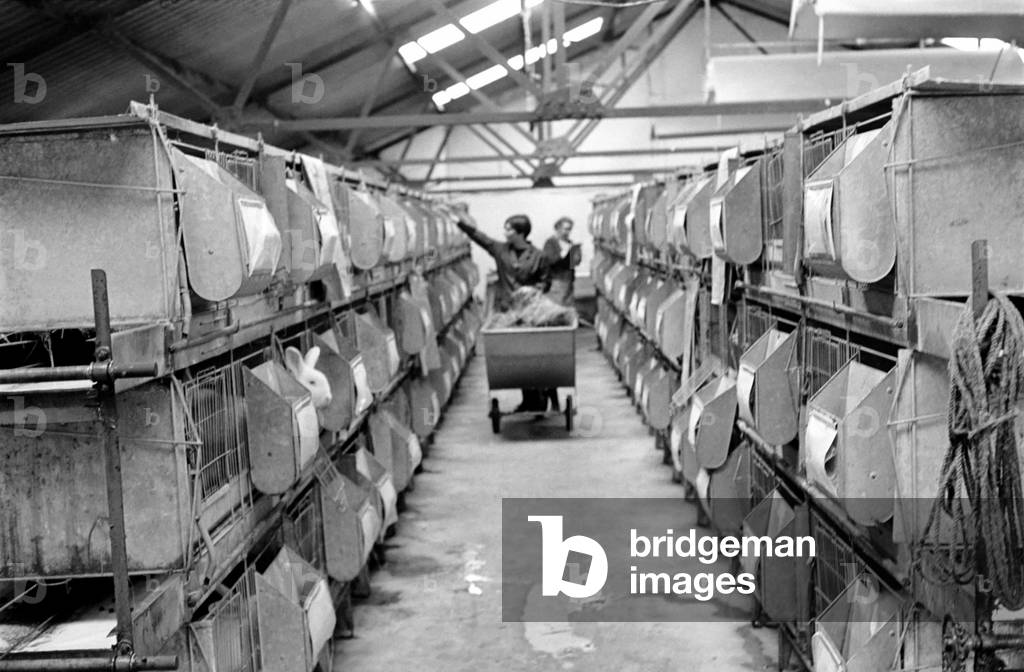 General scene of a Rabbit farm in Buxted Sussex. The farm rears and butchers the meat on the premises, 1966 (b/w photo)