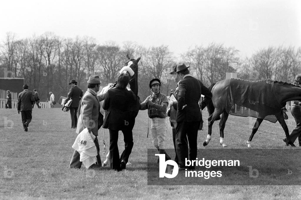 At West Ilsley, Berks trainer Major W. R. Hern stands in front of the 13 horses for the Queen, April 1977 (b/w photo)