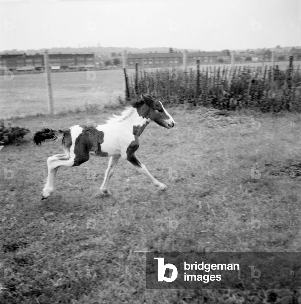 Lucky the Orphan foal. 