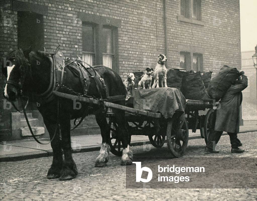 Thomas Newton gets his dogs to guard his precious cargo of coal after the shortages during wartime; the coal is worth more than gold. January 1946 (b/w photo)