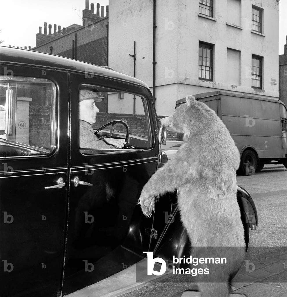 Taxi and the taxidermist: A stuffed grizzly bear attempts to flag down a London Taxi, c.1960