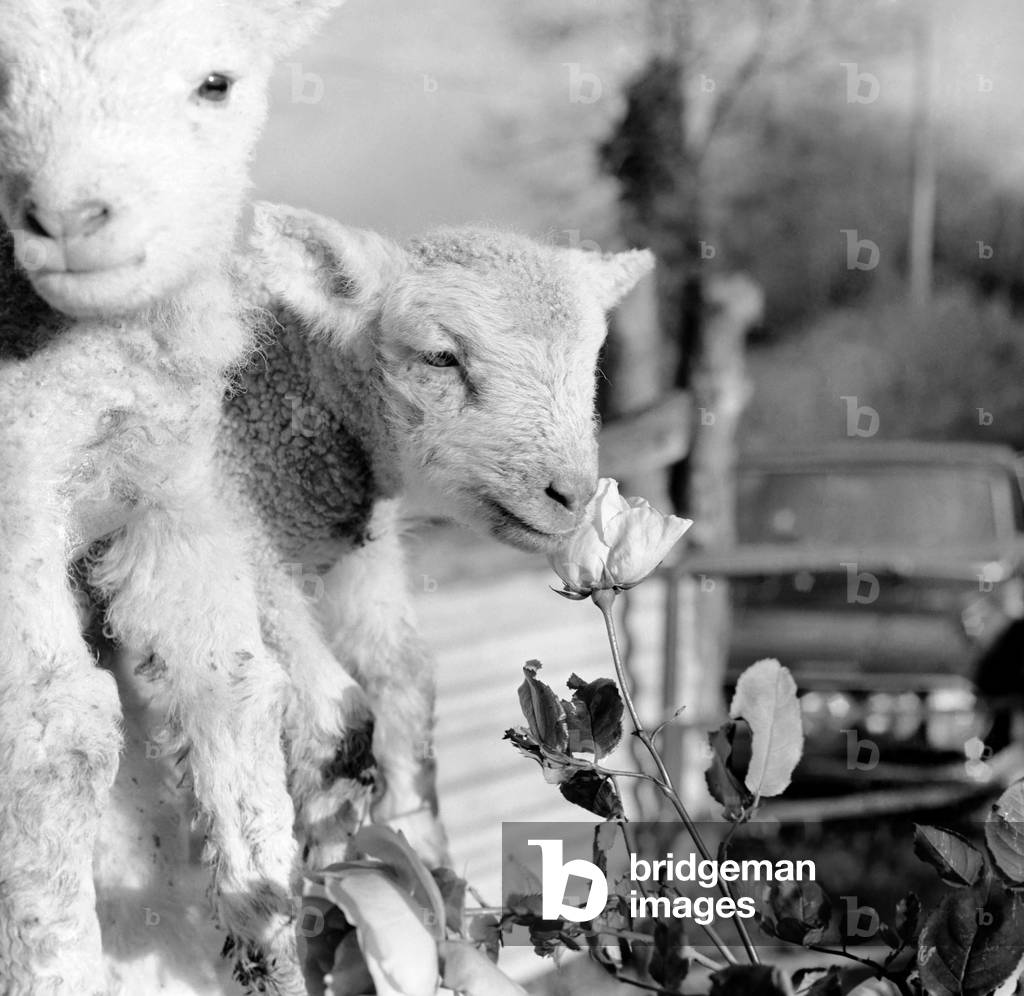 Animals - Flowers - Spring - Cute: Youngs lambs. December 1974