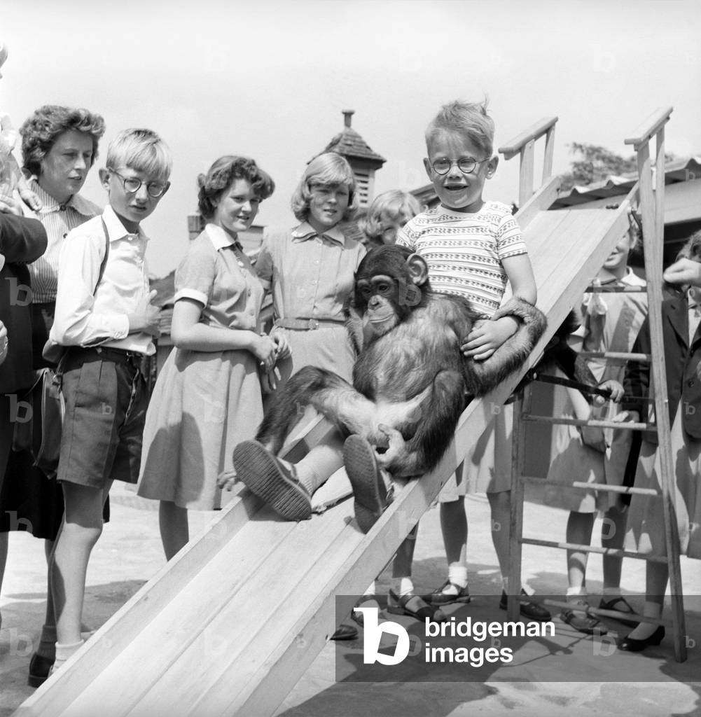 Children play with baby Chimpanzee at Whipsnade Zoo, 1961 (b/w photo)