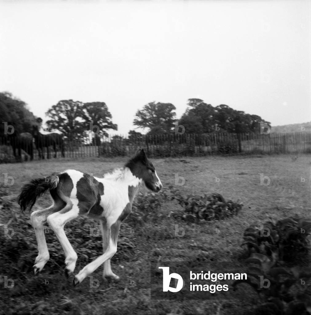 Lucky the Orphan foal. 