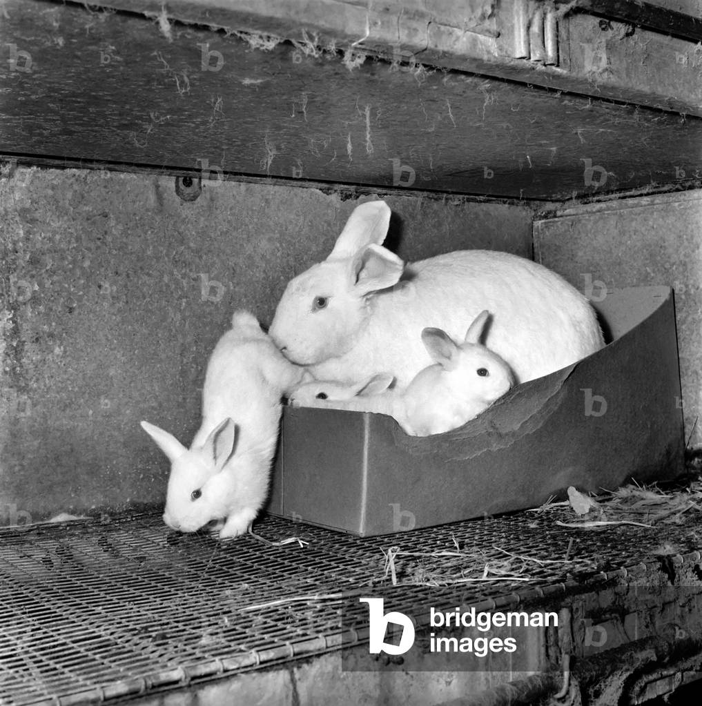Rabbits bred in cage at a Rabbit farm, 1962 (b/w photo)