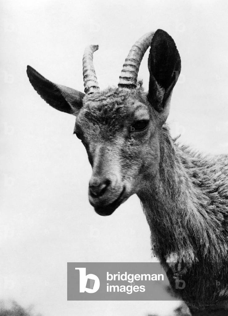 The Nutrai Ibex at the Thompson Zoo. 
June 1934