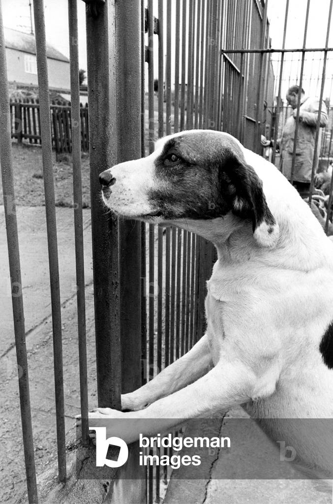 Hunt hound Warick who is longing for the chase in July 1978 (b/w photo)