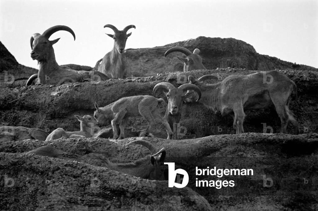 Zoo Animals. Goats at London Zoo.