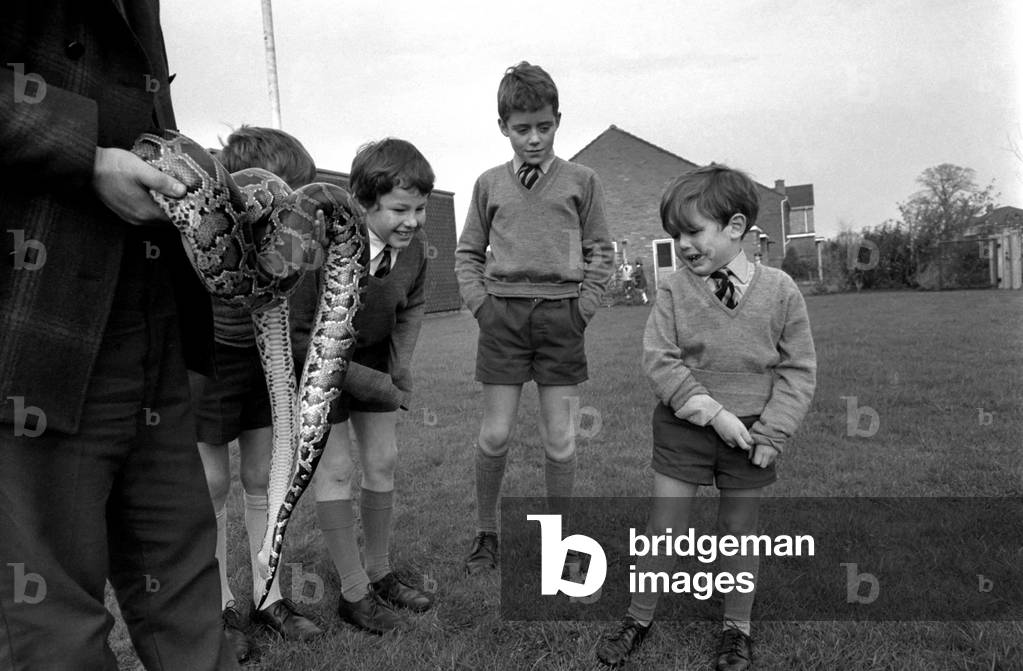 After giving the children at Wellgreen Primary School, Hale, a lecture on wild animals, zoologist Mr. C.H. Keeling invited many of them to hold the 8 ft long python he had been talking about. 
December 1969