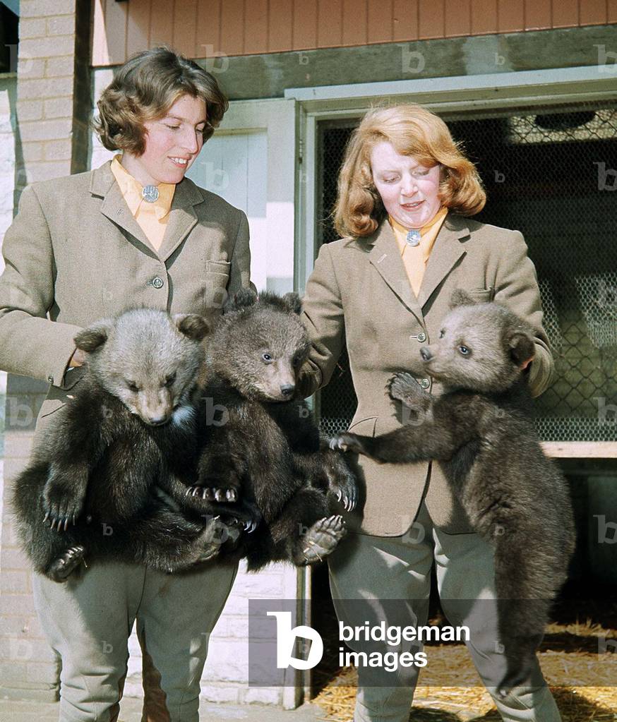 Bear Cubs at Whipsnade Zoo, April 1965 (photo)