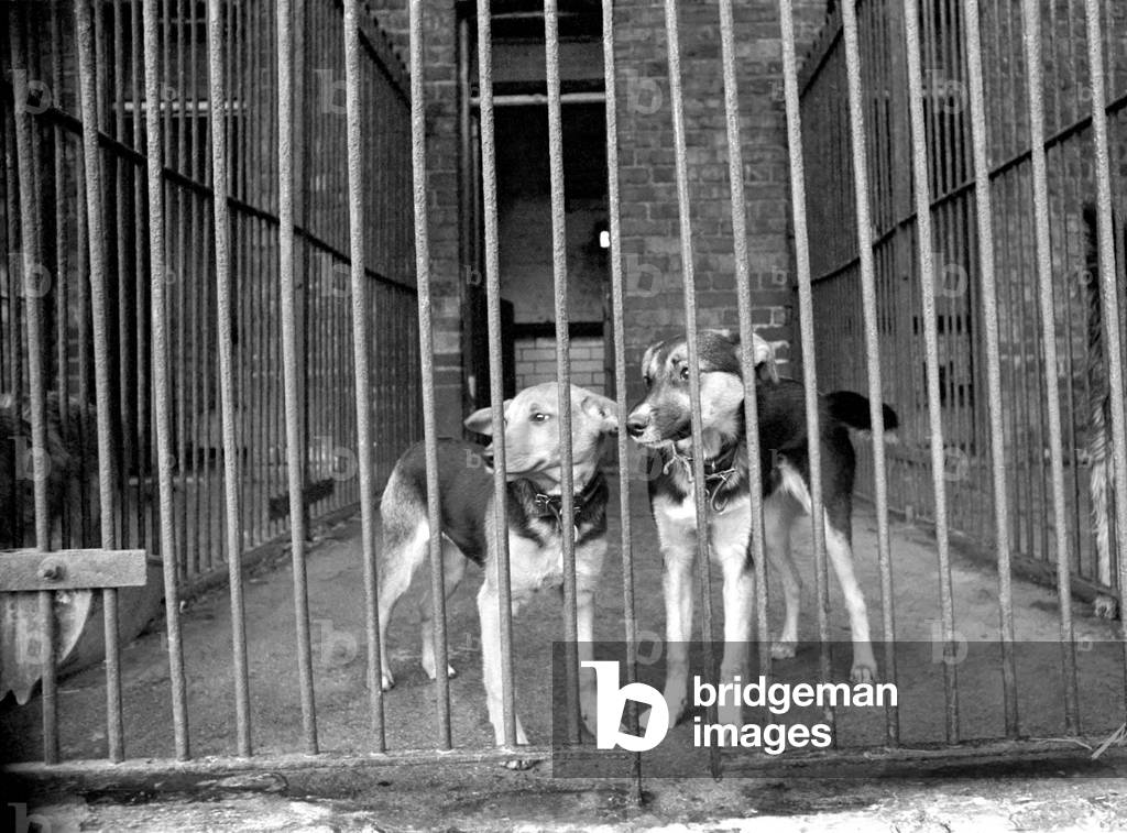 Condemned dogs at the Manchester dogs home Collyhurst, Manchester, waiting for owners to claim them. December 1969