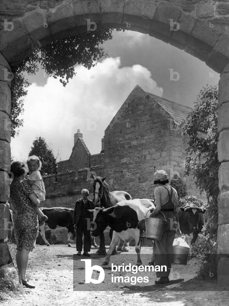 The cows come home at Aydon Castle Farm to be milked, 04/06/1944 (b/w photo)