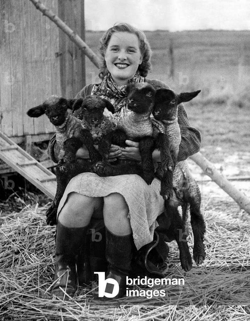 Animals: Sheep and Lambs. November 1949