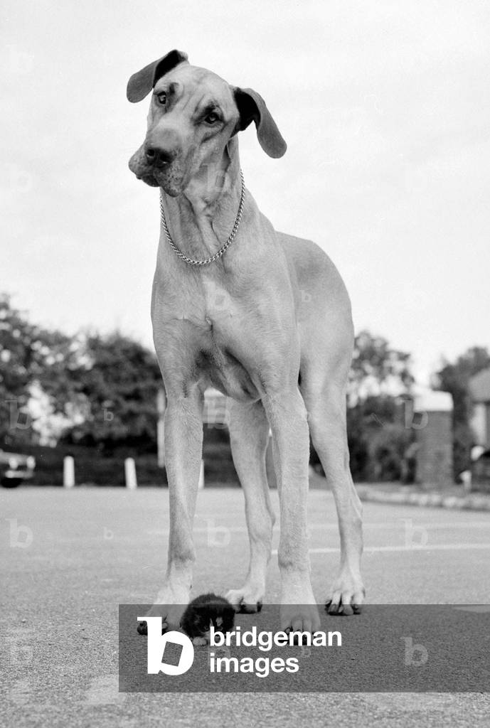 Great Dane called Dominic is the biggest dog in the world seen here with constant companion a 16oz kitten, October 1973 (b/w photo)