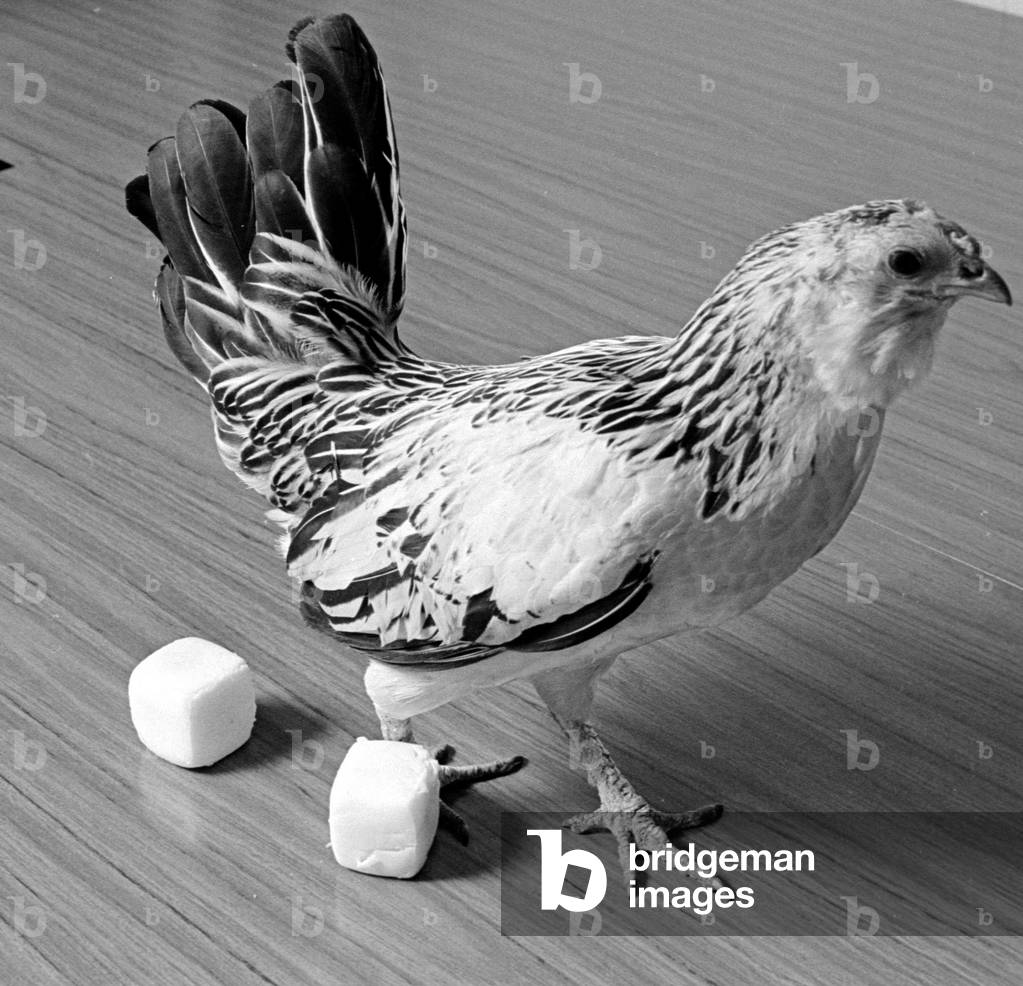 Chicken lays square eggs Circa April 1970
