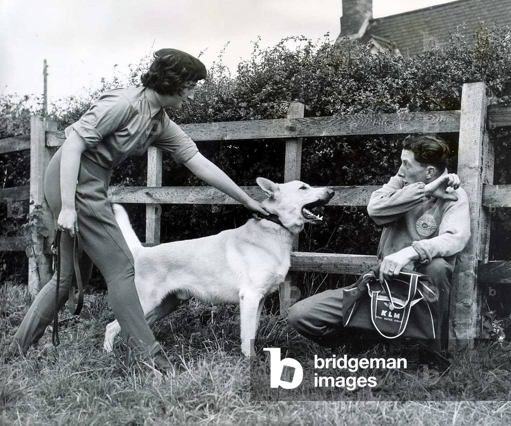 Members of the WRAC are being taught to handle guard dogs at the Royal Army Veterinary Corps Headquarters, September 1962 (b/w photo)