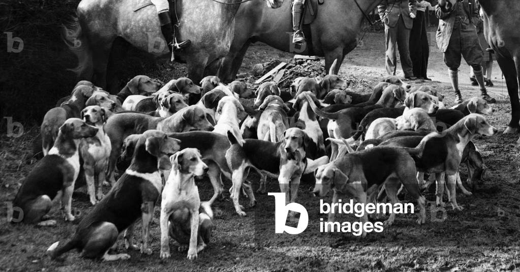 Sport: Fox Hunting, Hounds before the start of the hunt, 1956 (b/w photo)
