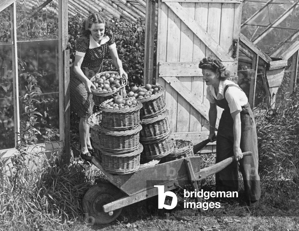 Land Army girls give a hand in collecting the first tomato crop at North Hubbard's nursery in Essex during the Second World War
 June 1942