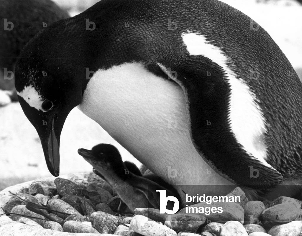 A proud mother penguin protects her brood from the outside world.
28th July 1971