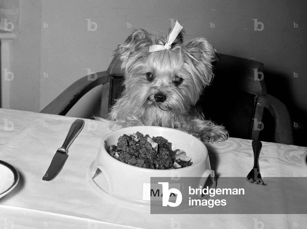 Daisy Belle the Yorkshire Terrier Dog with bow in her hair sitting at a dinner table eyes a tempting meal in a bowl labelled 'Max', April 1970 (b/w photo)