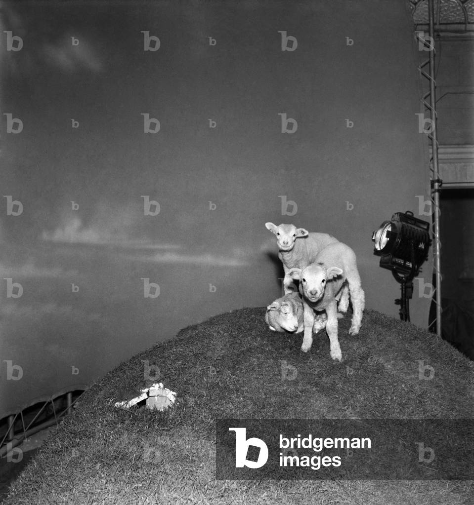 Actress Jean Simmons with Lambs. October 1948 O15147-002