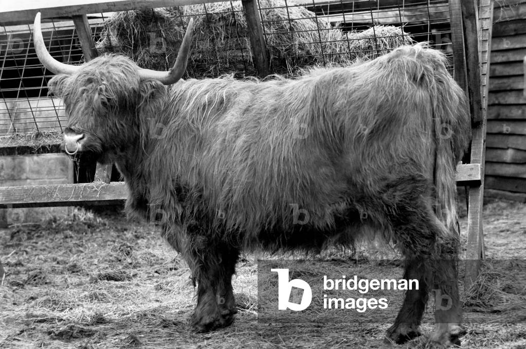One farmer sick and tired of hikers and ramblers disturbing his cattle and trepassing has decided to adapt an old idea. This bull is a fake, a bovine scarecrow to frighten ramblers who stray from the foot paths that criss cross his farm. February 1975