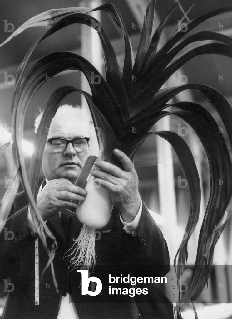 Arthur Wilson, judge in the First North Eastern open championship for leeks, measuring the size of one of the entries, 27th August 1971 (b/w photo)