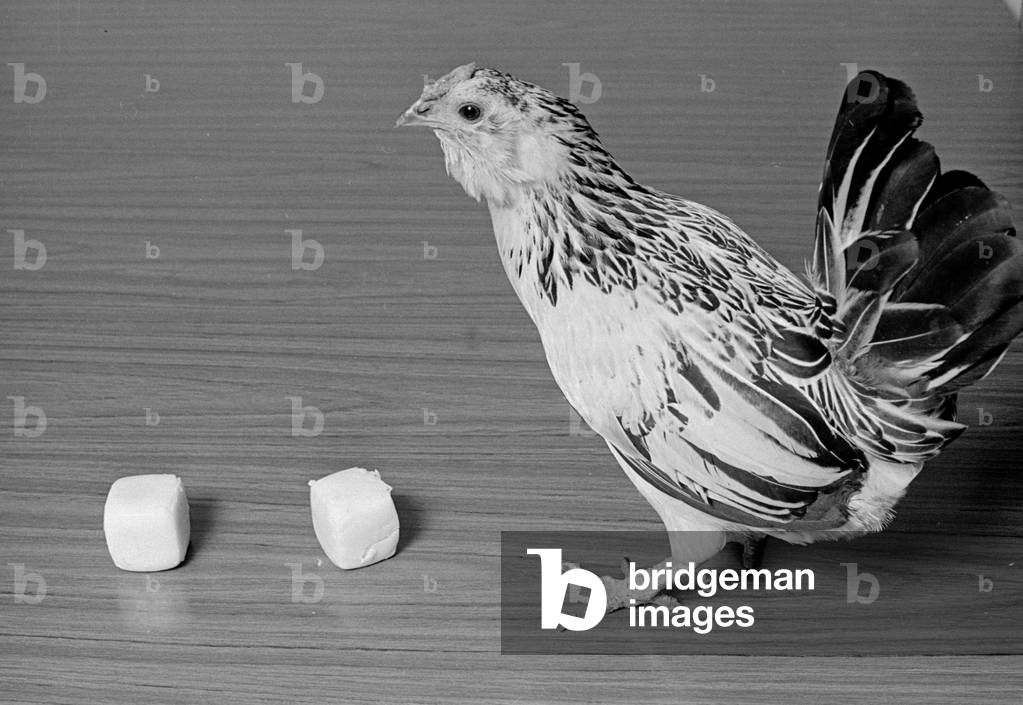 Chicken lays square eggs Circa April 1970