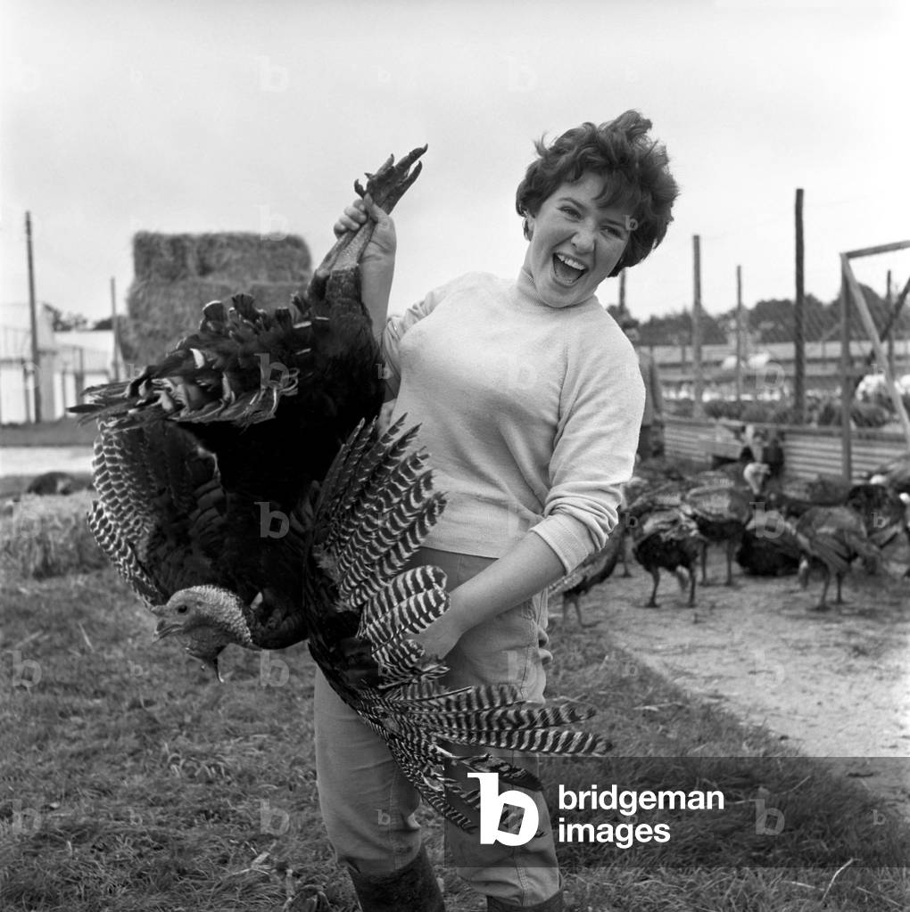 Turkey farm and meat packing factory of John Lintern. General scene in and around the factory during the build up to the Christmas rush, 1960 (b/w photo)