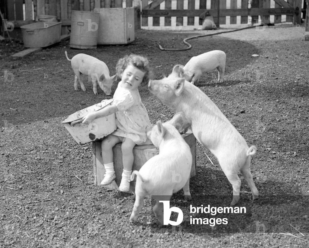 Piglets gather around a little girl holding a pigs swill tub at the Beckenham Piggery, 5th September 1941 (b/w photo)