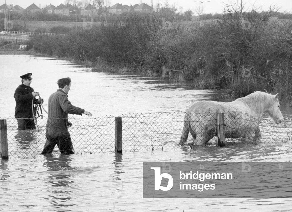 Tommy, an eight year old gelding, finds himself a sea horse.27th January 1972 (b/w photo)