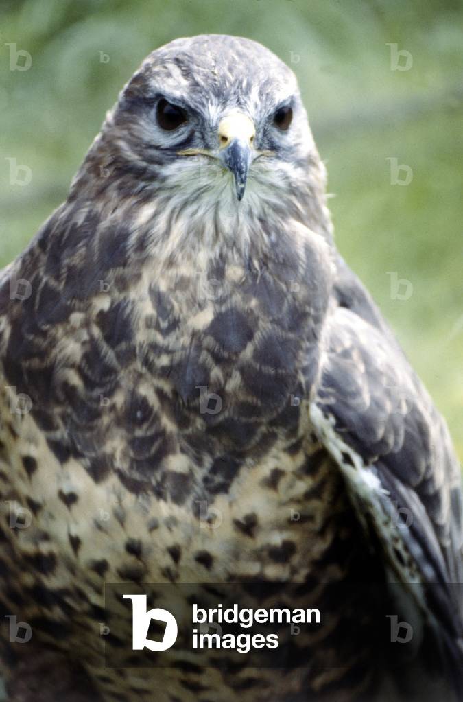 A hunting falcon at the Game Show at Broughton Hall in Yorkshire, July 1979 (photo)