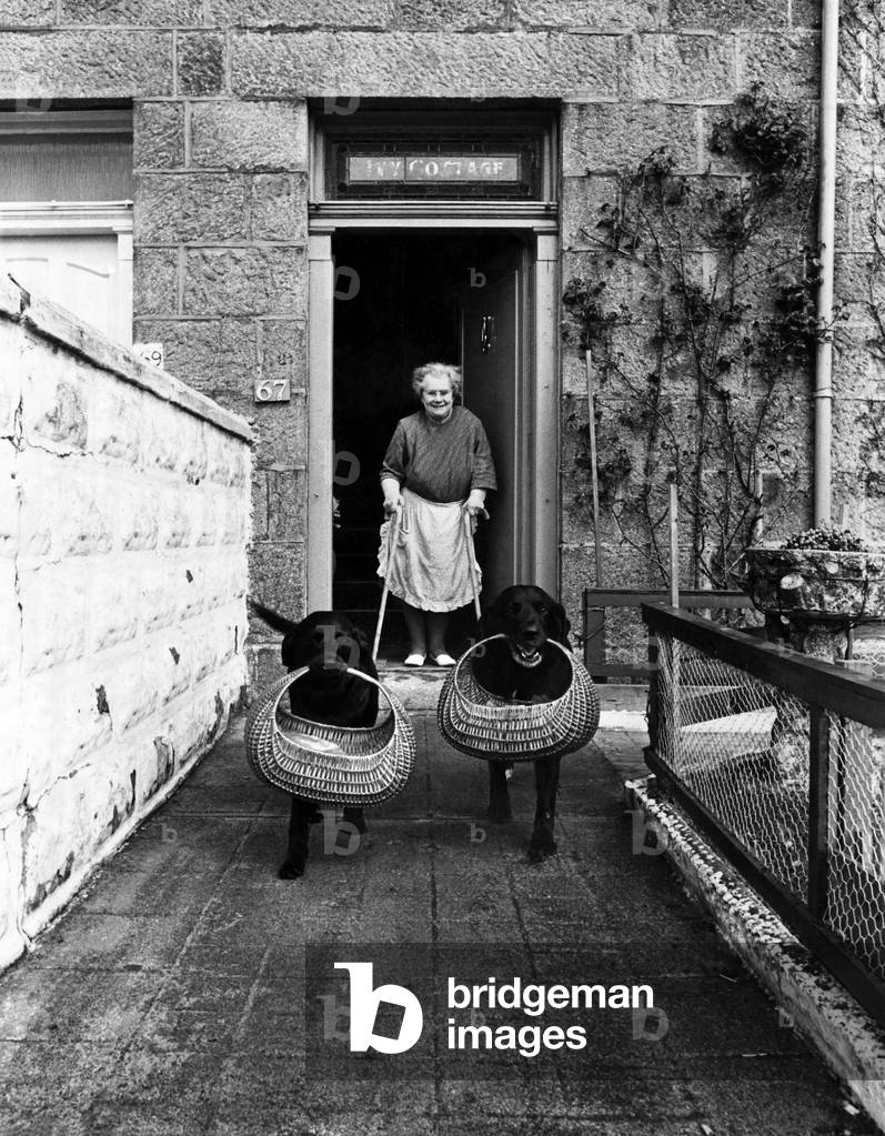 Jessie watches as labradors Sambo and Darkie return from with their baskets.