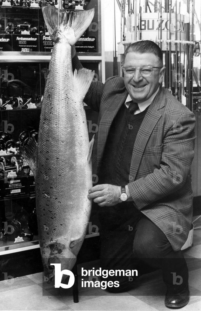 What a whopper! This 36 and a half pound salmon was landed on the river Wye by Coventry angler Billy Lane yesterday. Lane caught the massive salmon at Martin's Pool, between Hereford and Monmouth. He battled the monster for 45 minutes and finally landed with a gaff. His bait was prawns and he had a 20 lb breaking strain line. 16th April 1975 (b/w photo)