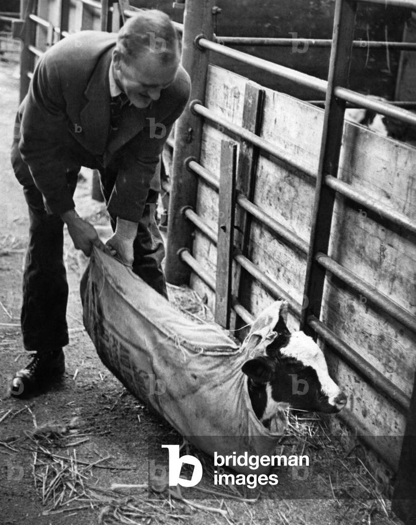 Animals. Cattle. Man empties a baby cow out of a sack into a pen, January 1963 (b/w photo)