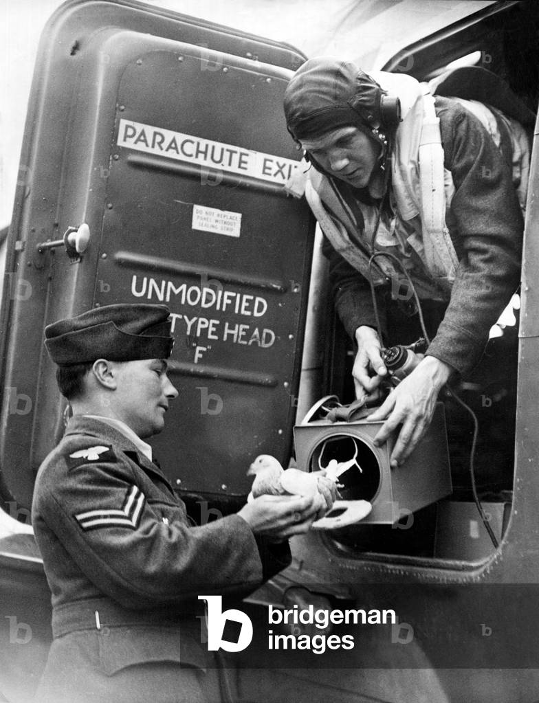 An RAF pilot takes a carrier pigeon on board his Halifax bomber before a raid in World War Two. The pigeons are useful to take home an SOS if their radio is shot up. June 1943