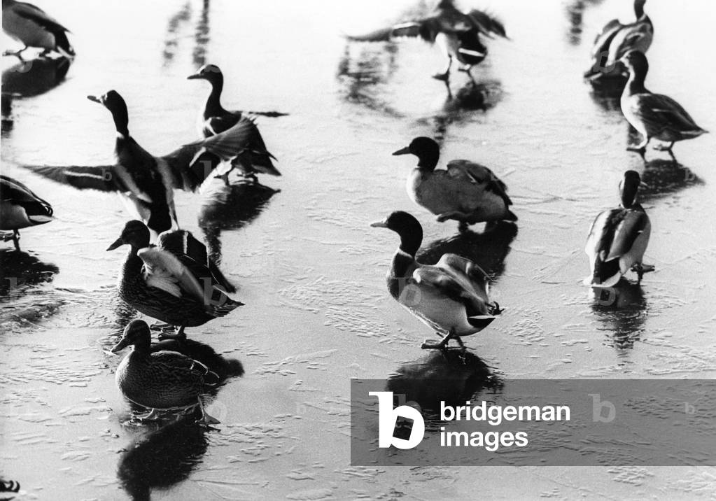 These geese are trying to master the art of taking off and landing on ice