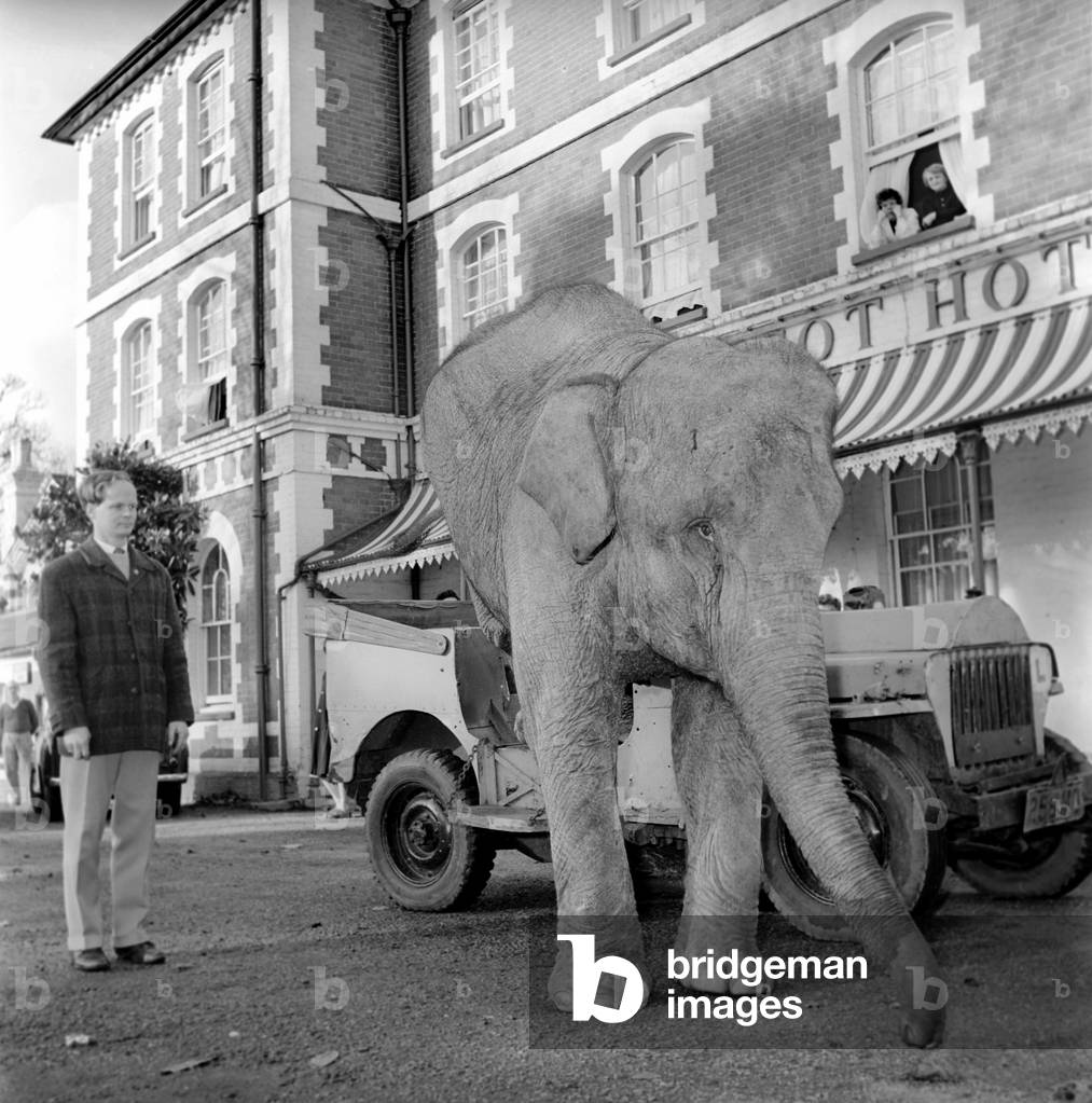 Elephant driving car. 1960