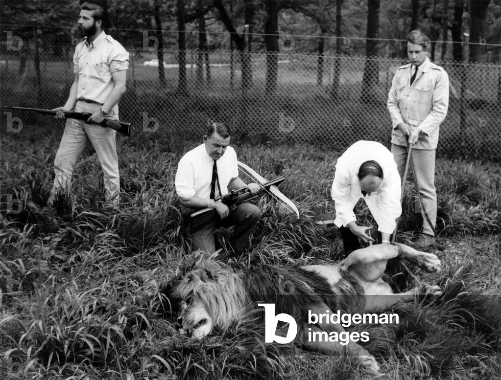 The thorn is out -and now the vet gives the sleeping lion an antibiotic injection at Longleat Safari park, June 1967 (b/w photo)
