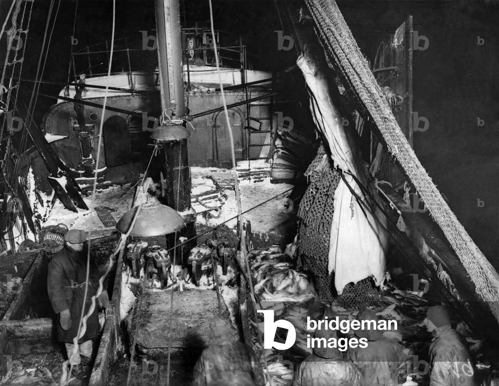 White Sea trawling on SS Kastorin. 
Fish pouring out of trawl into fish pounds on deck. 
April 1924