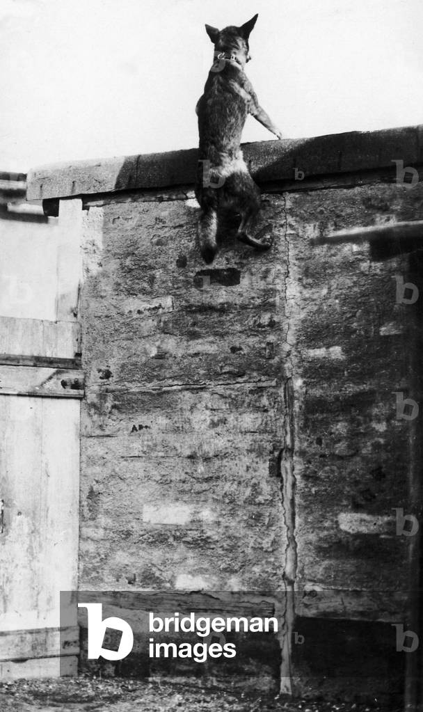 A French Red Cross Dog seen here being put through its paces, seen here scaling a six foot high wall. The dogs were used to locate wounded soldiers on the battlefield. 15th April 1915 (b/w photo)
