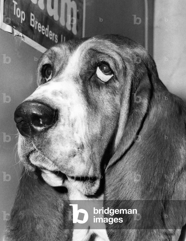A unmistakable face of a Basset Hound, 1970 (b/w photo)
