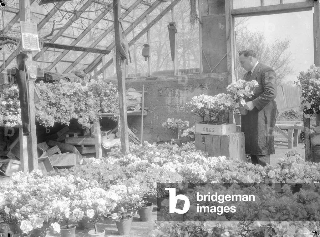 Azalea blooms for Easter at a Chessington Nursery, Surrey. March 1934