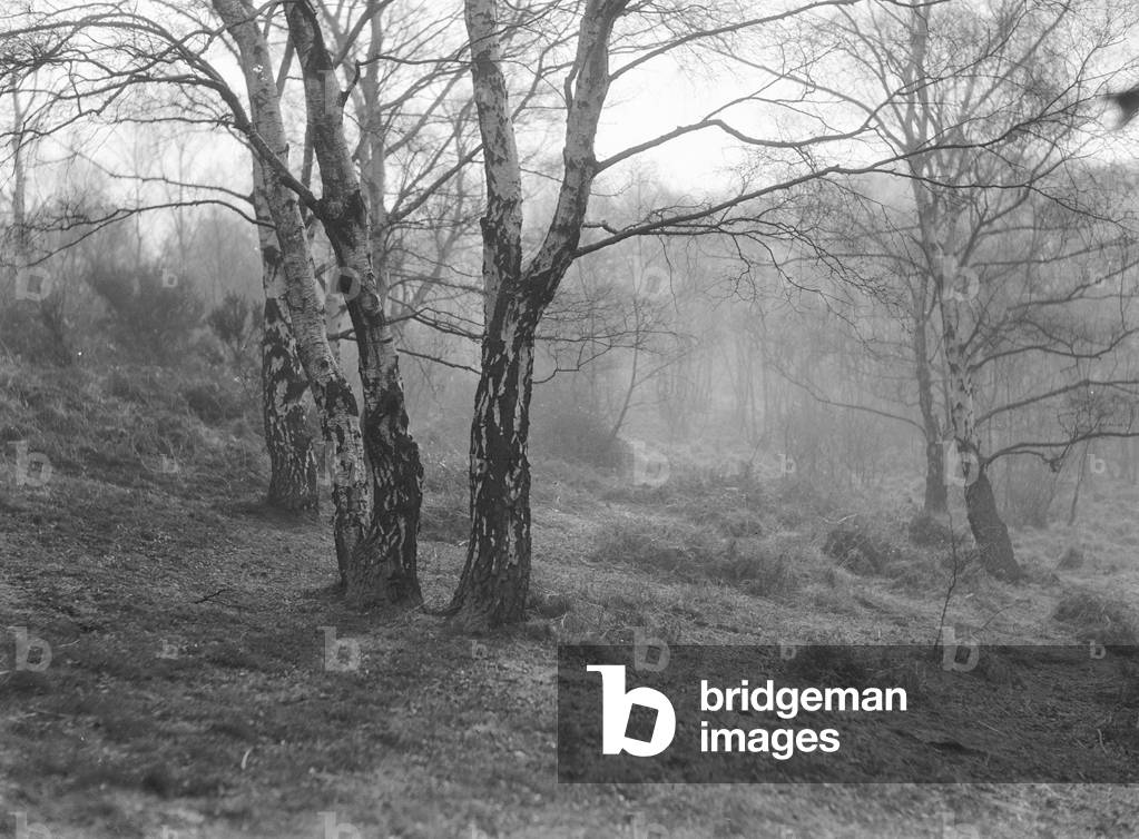 Wimbledon Common tree studies. March 1933